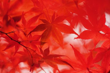 Sapporo 'da sonbahar yaprakları