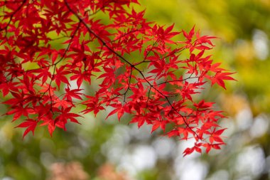 Sapporo 'da sonbahar yaprakları