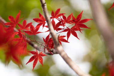 Sapporo 'da sonbahar yaprakları