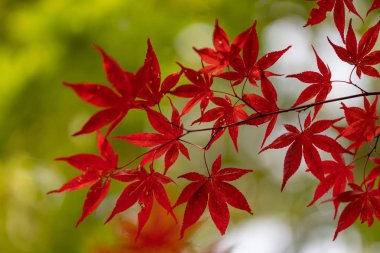 Sapporo 'da sonbahar yaprakları