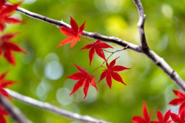 Sapporo 'da sonbahar yaprakları