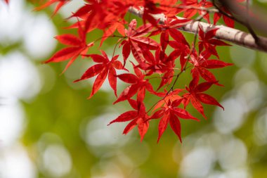 Sapporo 'da sonbahar yaprakları