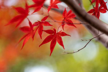 Sapporo 'da sonbahar yaprakları