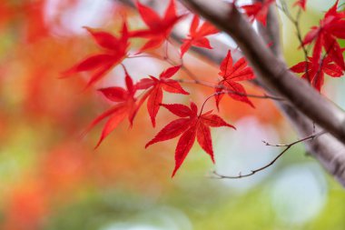 Sapporo 'da sonbahar yaprakları