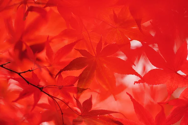 Осенние Листья Саппоро — стоковое фото