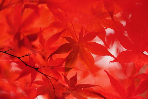 Folhas Outono Sapporo — Fotografia de Stock