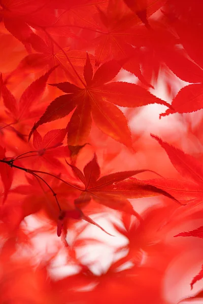 Осенние Листья Саппоро — стоковое фото