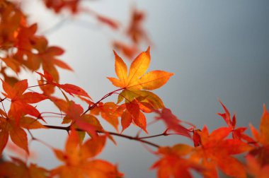 Hokkaido'da sonbahar yaprakları