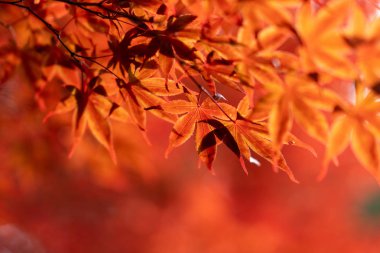 Hokkaido'da sonbahar yaprakları