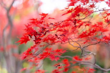 Hokkaido'da sonbahar yaprakları