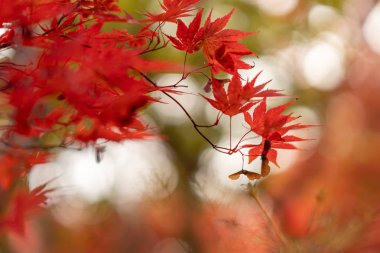 Hokkaido'da sonbahar yaprakları