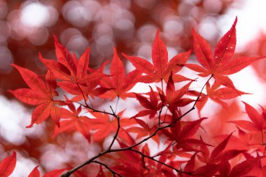 Hokkaido'da sonbahar yaprakları