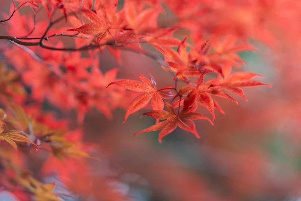 Feuilles Automne Hokkaido — Photo