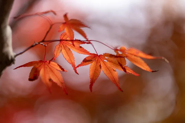 Foglie Autunnali Hokkaido — Foto Stock