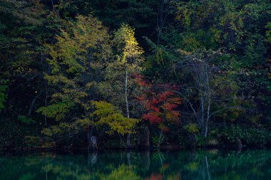 Orman ve göl sonbaharda hokkaido