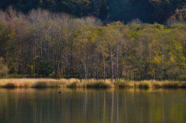 Orman ve göl sonbaharda hokkaido