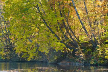 Orman ve göl sonbaharda hokkaido