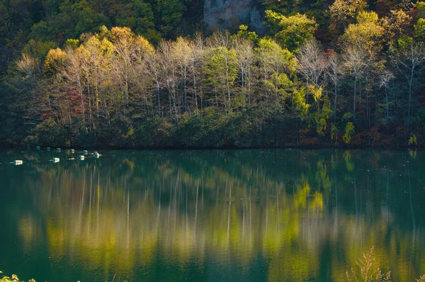 Forêt Lac Automne Hokkaido — Photo