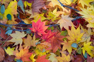 Sonbaharda dökülen yapraklar