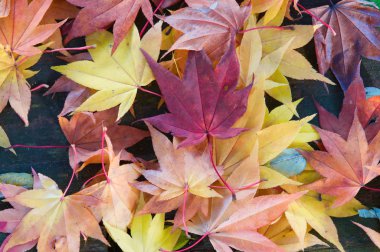 Sonbaharda dökülen yapraklar