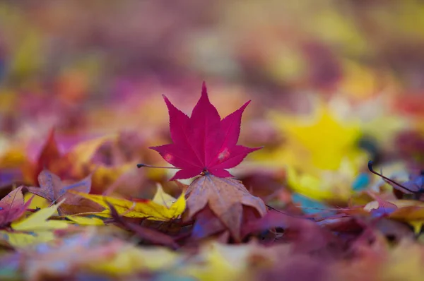 Fallendes Laub Herbst — Stockfoto