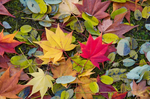 Folhas Caídas Outono — Fotografia de Stock