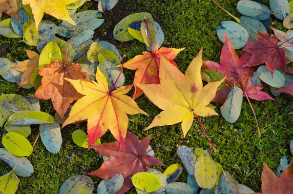 Fallen Leaves Autumn — Stock Photo, Image