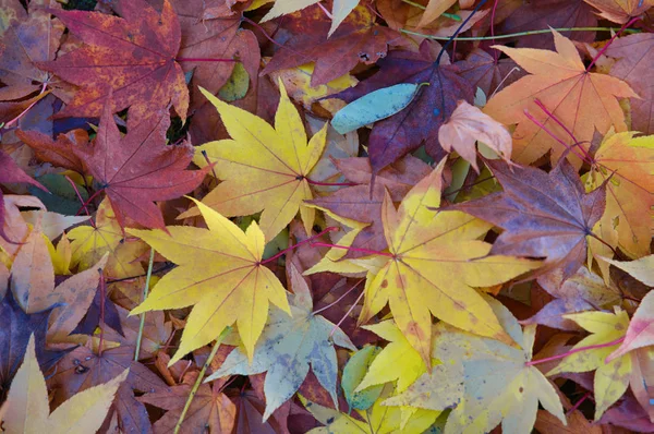 Feuilles Tombées Automne — Photo