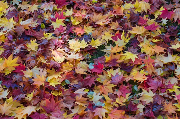 Опавшие Листья Осенью — стоковое фото