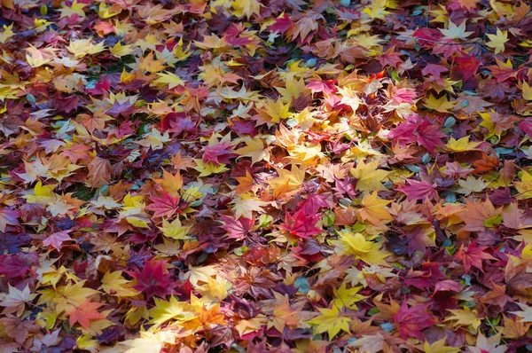 Feuilles Tombées Automne — Photo