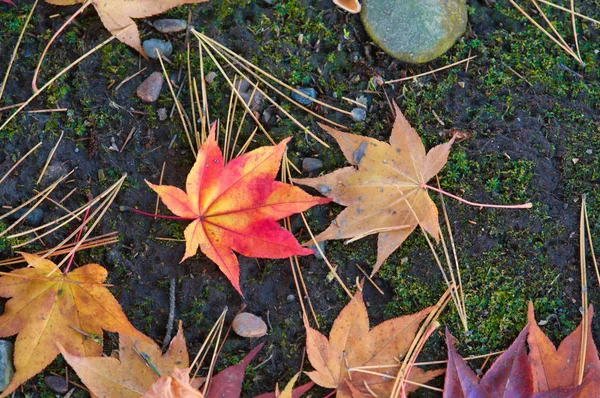 Fallen Leaves Autumn — Stock Photo, Image