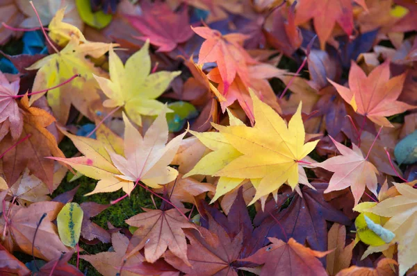 Fallendes Laub Herbst — Stockfoto