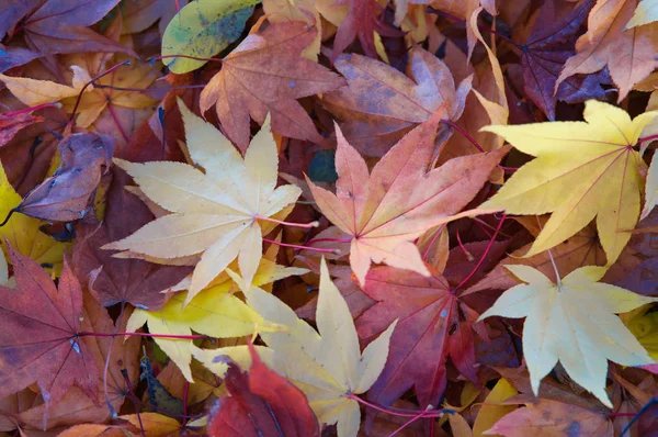 Fallendes Laub Herbst — Stockfoto