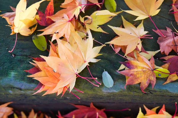 Опале Листя Восени — стокове фото