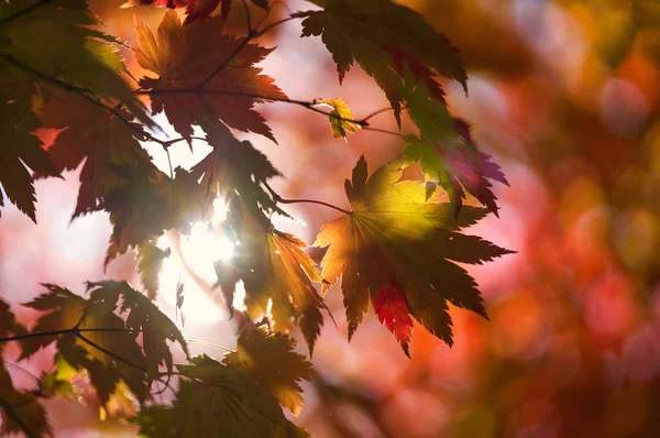 Herbstblätter Hokkaido — Stockfoto