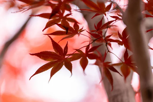 Folhas Outono Hokkaido — Fotografia de Stock