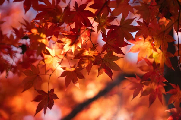 Hojas Otoño Hokkaido — Foto de Stock