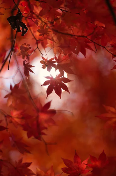 Hojas Otoño Hokkaido — Foto de Stock