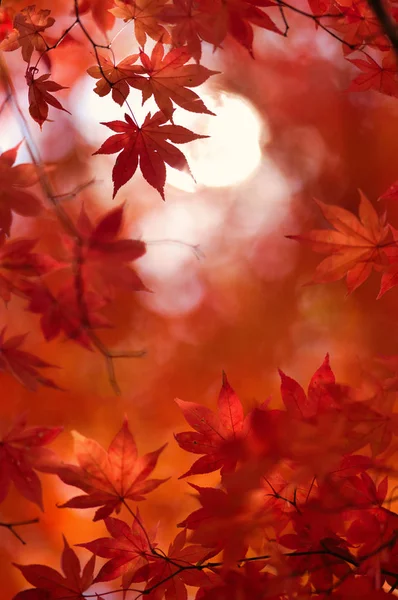Осенние Листья Хоккайдо — стоковое фото