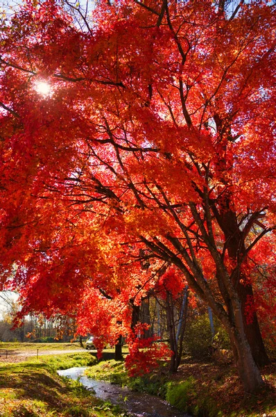 Autumn Leaves Memuro Hokkaido — Stock Photo, Image