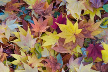 Sonbaharda dökülen yapraklar