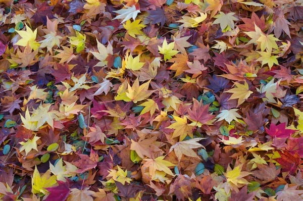 Опавшие Листья Осенью — стоковое фото