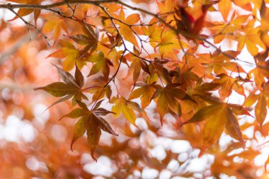 Hokkaido'da sonbahar yaprakları