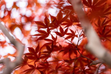 Hokkaido'da sonbahar yaprakları