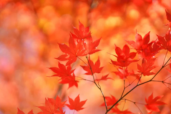 Hojas Otoño Hokkaido — Foto de Stock