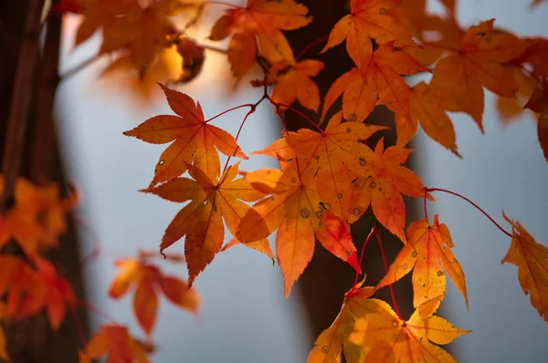 Hojas Otoño Hokkaido — Foto de Stock