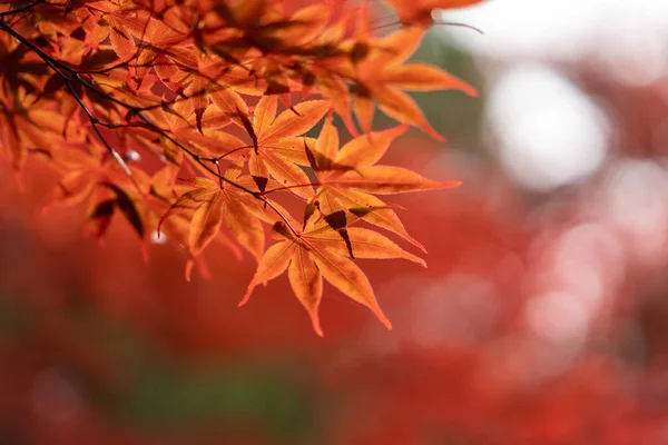 Foglie Autunnali Hokkaido — Foto Stock