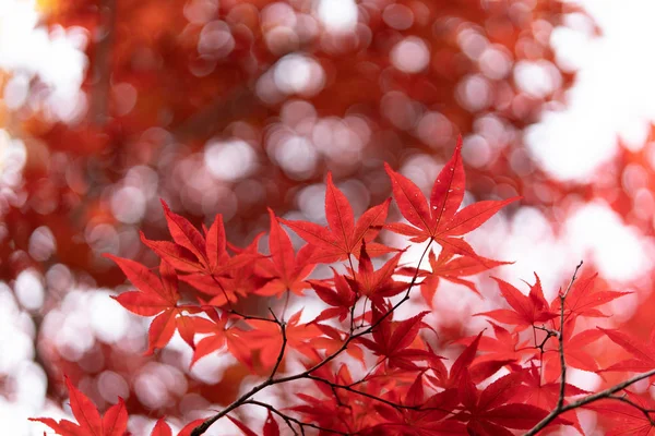 北海道红叶 — 图库照片
