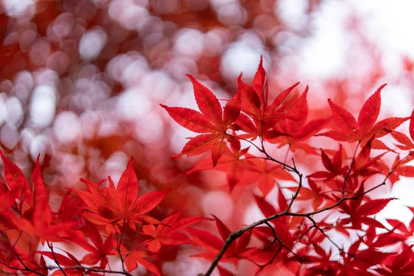 北海道红叶 — 图库照片