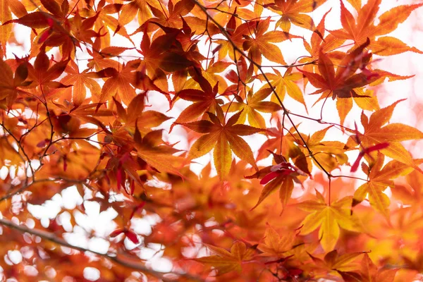 Folhas Outono Hokkaido — Fotografia de Stock